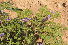 Solanum citrullifolium