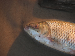 Megaleporinus obtusidens