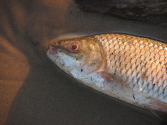 Megaleporinus obtusidens