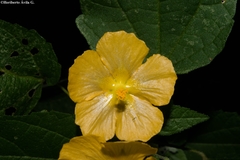 Pseudabutilon orientale