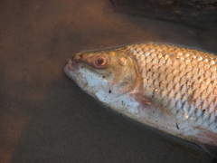 Megaleporinus obtusidens