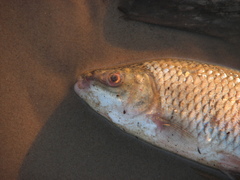 Megaleporinus obtusidens