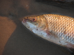 Megaleporinus obtusidens