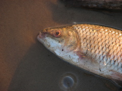Megaleporinus obtusidens