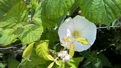 Calystegia silvatica