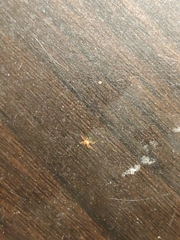 Araneae
