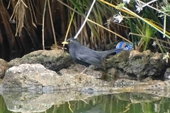 Turdus merula cabrerae