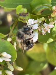 Bombus sitkensis