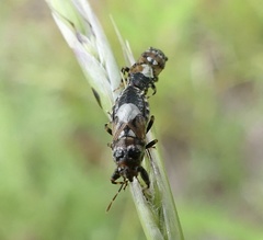 Phlegyas abbreviatus