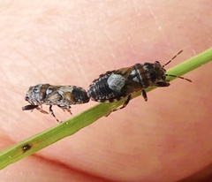 Phlegyas abbreviatus