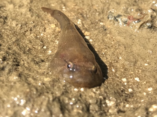 Gobiesox rhessodon