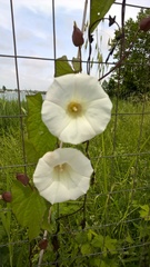 Calystegia silvatica