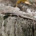 Bar-sided Skink - Photo (c) Mikael Bauer, some rights reserved (CC BY-NC), uploaded by Mikael Bauer