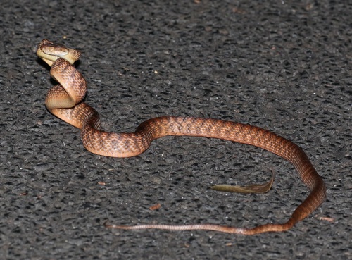 Brown Tree Snake sighting
