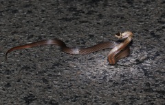 Cacophis squamulosus