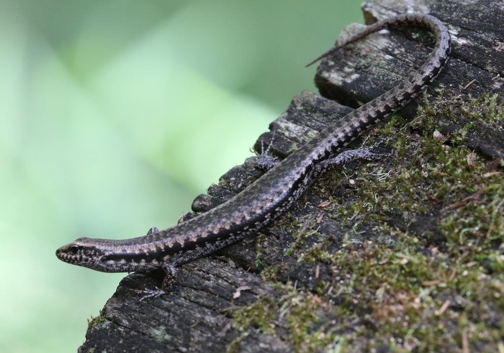 Dark Barsided Skink