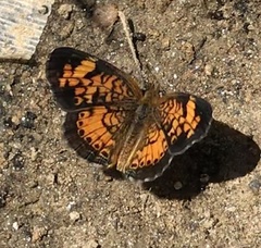 Phyciodes tharos