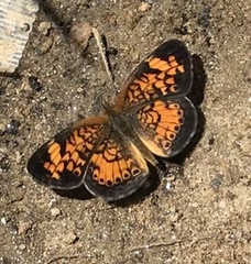 Phyciodes tharos