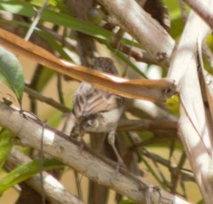 Ammodramus aurifrons