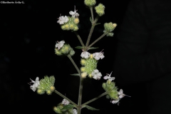 Hyptis urticoides