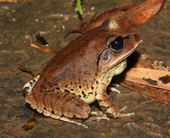 Great Barred Frog photo 1