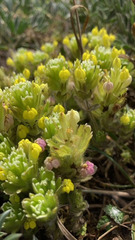 Castilleja ambigua