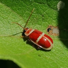 Asphaera discicollis