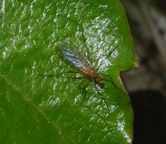 Rhamphomyia flava