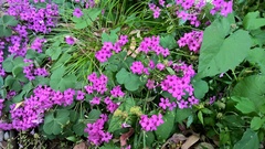 Oxalis articulata