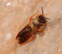 Rhodanthidium sticticum
