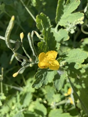 Chelidonium majus