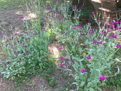 우단동자 (Silene coronaria): 기원과 용도 — 사진 2