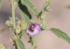 Calliopsis subalpina