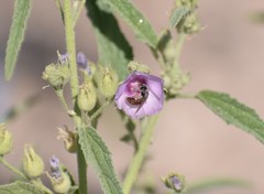 Calliopsis subalpina