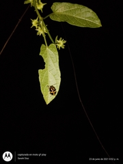 Platyphora aeneoornata