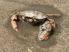 Carcinus maenas
