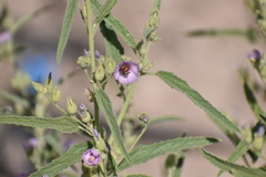 Calliopsis subalpina