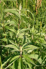 Eupatorium cannabinum