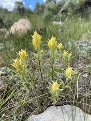 Castilleja flava