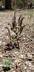Phacelia quickii