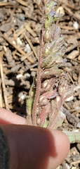 Phacelia quickii
