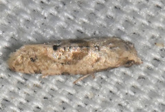 Platphalonidia