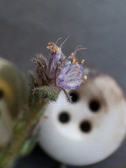 Phacelia quickii