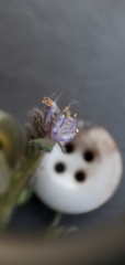 Phacelia quickii