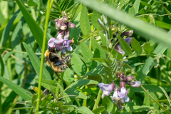Bombus distinguendus