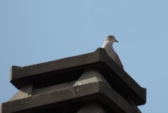Streptopelia decaocto