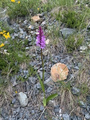 Dactylorhiza maculata maculata