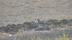 Haematopus ostralegus