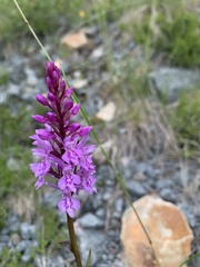 Dactylorhiza maculata maculata