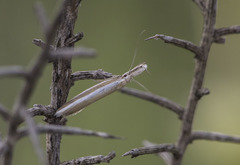 Pleurota aristella